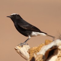 White-crowned Wheatear